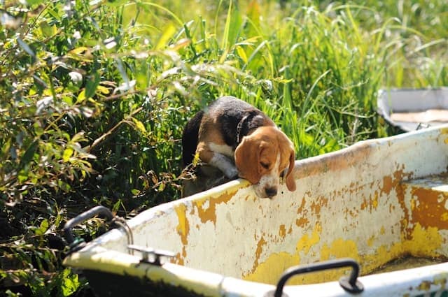 A Basset Hound dog, in the grass on a sunny day, looking down into a rusted old rowing boat.